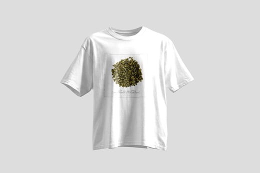 Tee — White Jade GABA Oolong